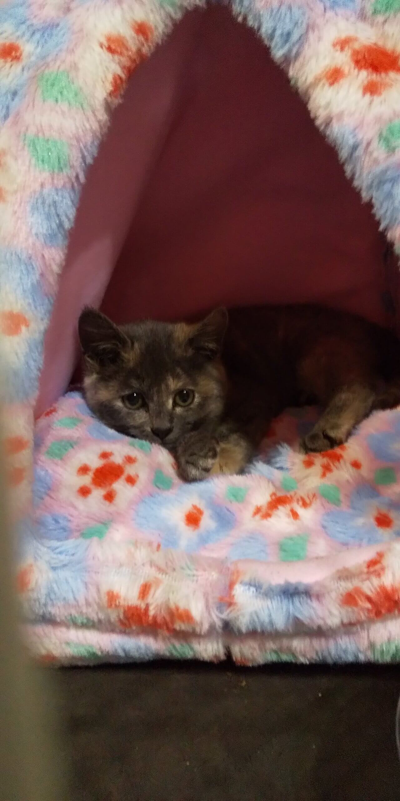 2ヶ月の子猫（女の子）