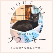 黒猫ブラッキー