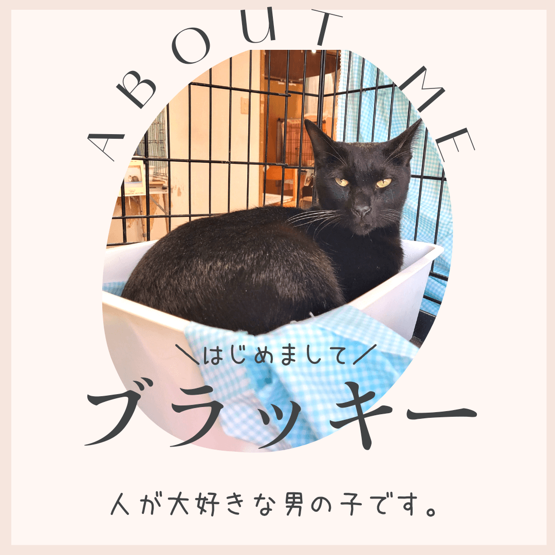 黒猫ブラッキー