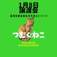 紡ぐ猫の譲渡会