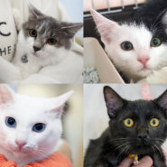 子猫もいる25匹の譲渡会／愛知県みよし市