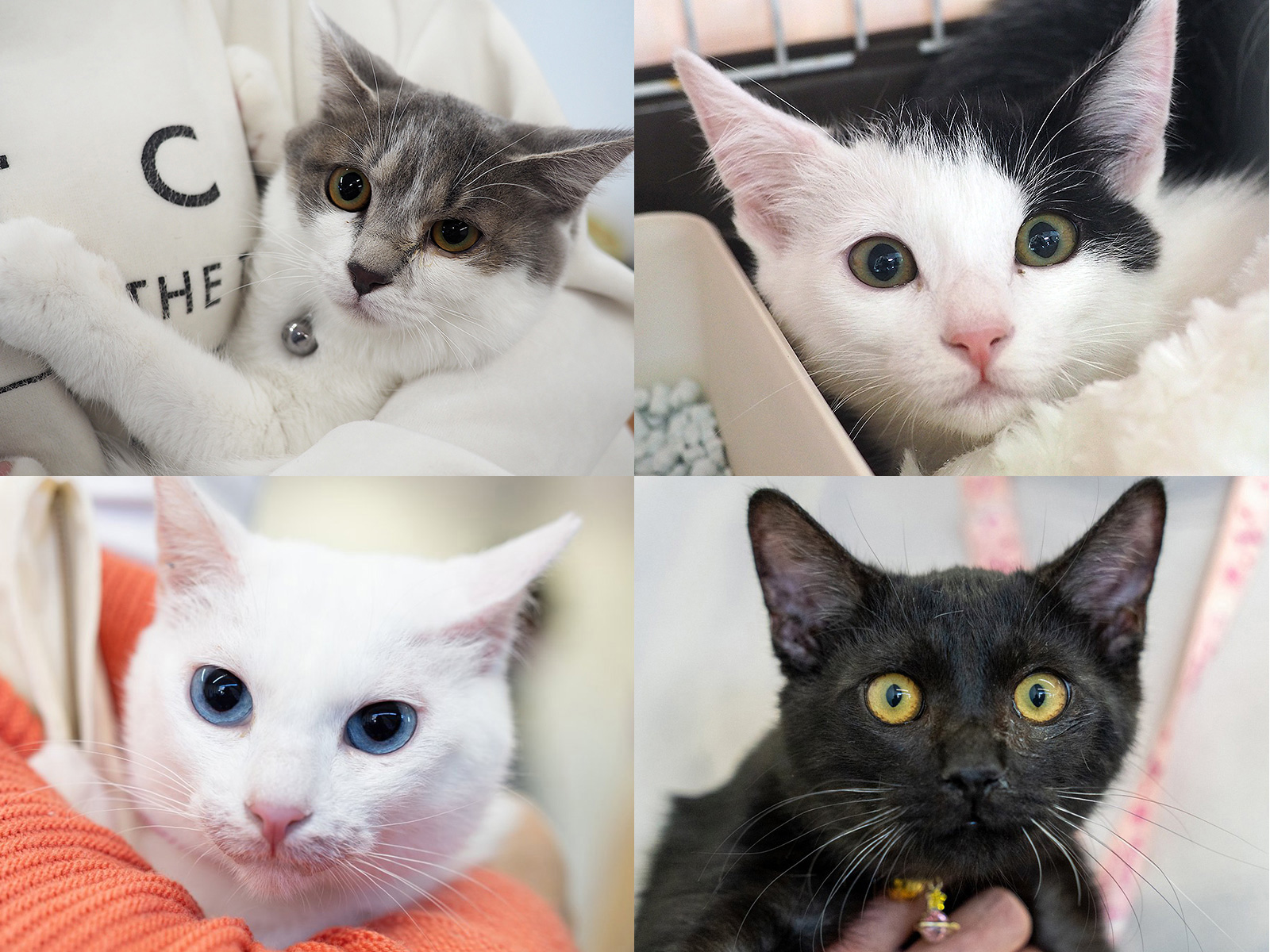 子猫もいる25匹の譲渡会／愛知県みよし市