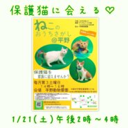 1/21(土)ねこのおうちさがし＠平野