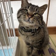 五右衛門♡里親様決定！