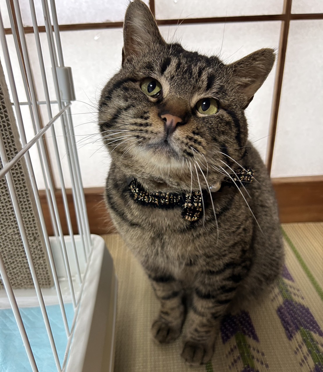 五右衛門♡里親様決定！