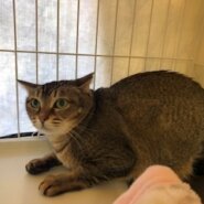 とても綺麗なキジトラ模様の美猫まりん！