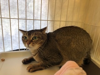 とても綺麗なキジトラ模様の美猫まりん！