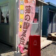 ハンデのある猫たちの面談会（イトネコ）