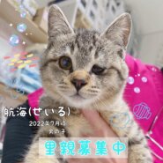 ずんぐりむっくりの優しい子猫ちゃん里親募集中！