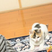 in春日井市☆続・初猫!!子猫がいる譲渡会2023年1月21日（土）～ 非営利団体「ちーむ にゃいんず」