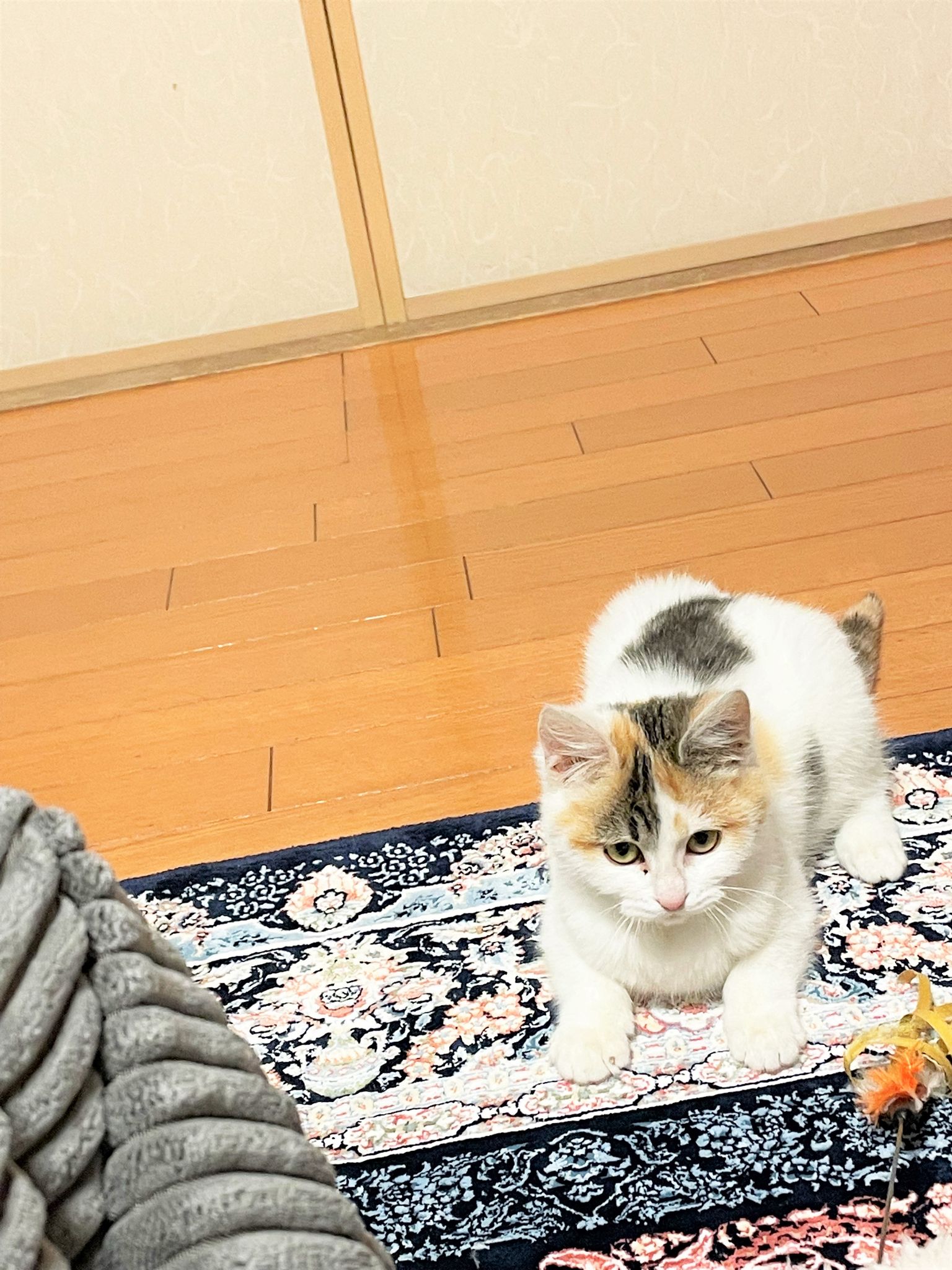 in春日井市☆続・初猫!!子猫がいる譲渡会2023年1月21日（土）～ 非営利団体「ちーむ にゃいんず」