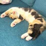 in瀬戸市☆初猫!!子猫がいる譲渡会2023年1月7日（土）～ 非営利団体「ちーむ にゃいんず」