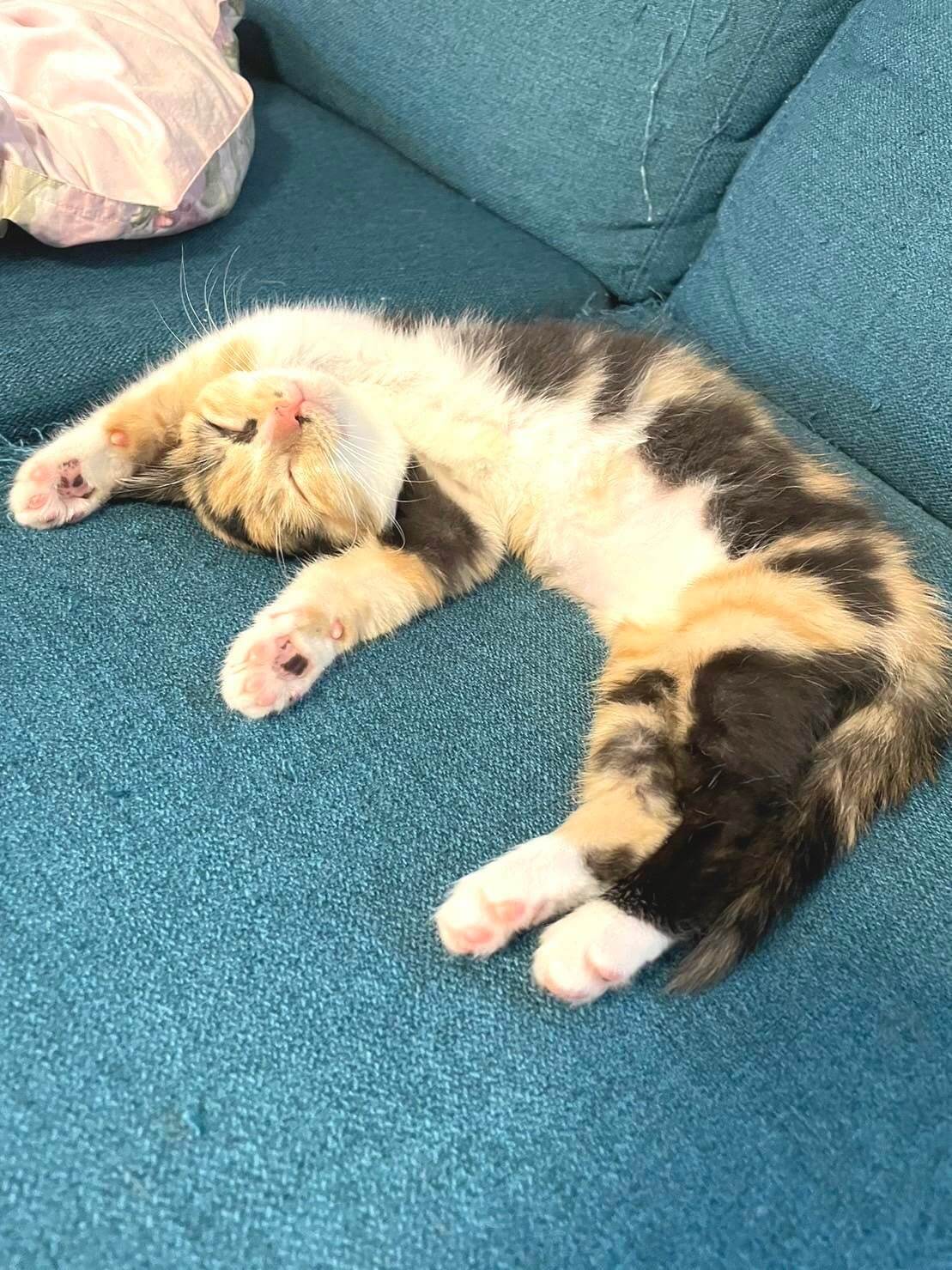 in瀬戸市☆初猫!!子猫がいる譲渡会2023年1月7日（土）～ 非営利団体「ちーむ にゃいんず」