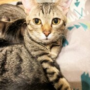 in瀬戸市☆続・初猫!!子猫がいる譲渡会2023年1月21日（土）～ 非営利団体「ちーむ にゃいんず」