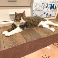 in瀬戸市☆続・初猫!!子猫がいる臨時譲渡会2023年1月28日（土）～ 非営利団体「ちーむ にゃいんず」