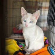 in春日井市☆続・初猫!!子猫がいる臨時譲渡会2023年1月28日（土）～ 非営利団体「ちーむ にゃいんず」