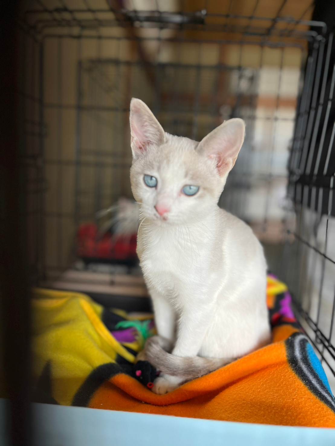 in春日井市☆続・初猫!!子猫がいる臨時譲渡会2023年1月28日（土）～ 非営利団体「ちーむ にゃいんず」