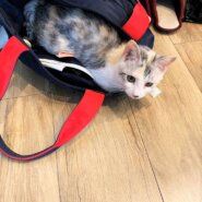 in瀬戸市☆子猫もいる譲渡会2023年2月4日（土）～ 非営利団体「ちーむ にゃいんず」