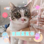 瞳が宝石のような猫ちゃん里親募集中！