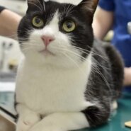 ハンデがあってもベルファイヤー（糸島市）