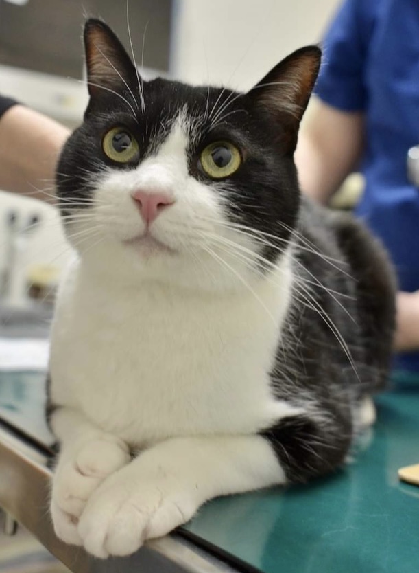 ハンデがあってもベルファイヤー（糸島市）