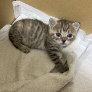 生後約3週間の子猫