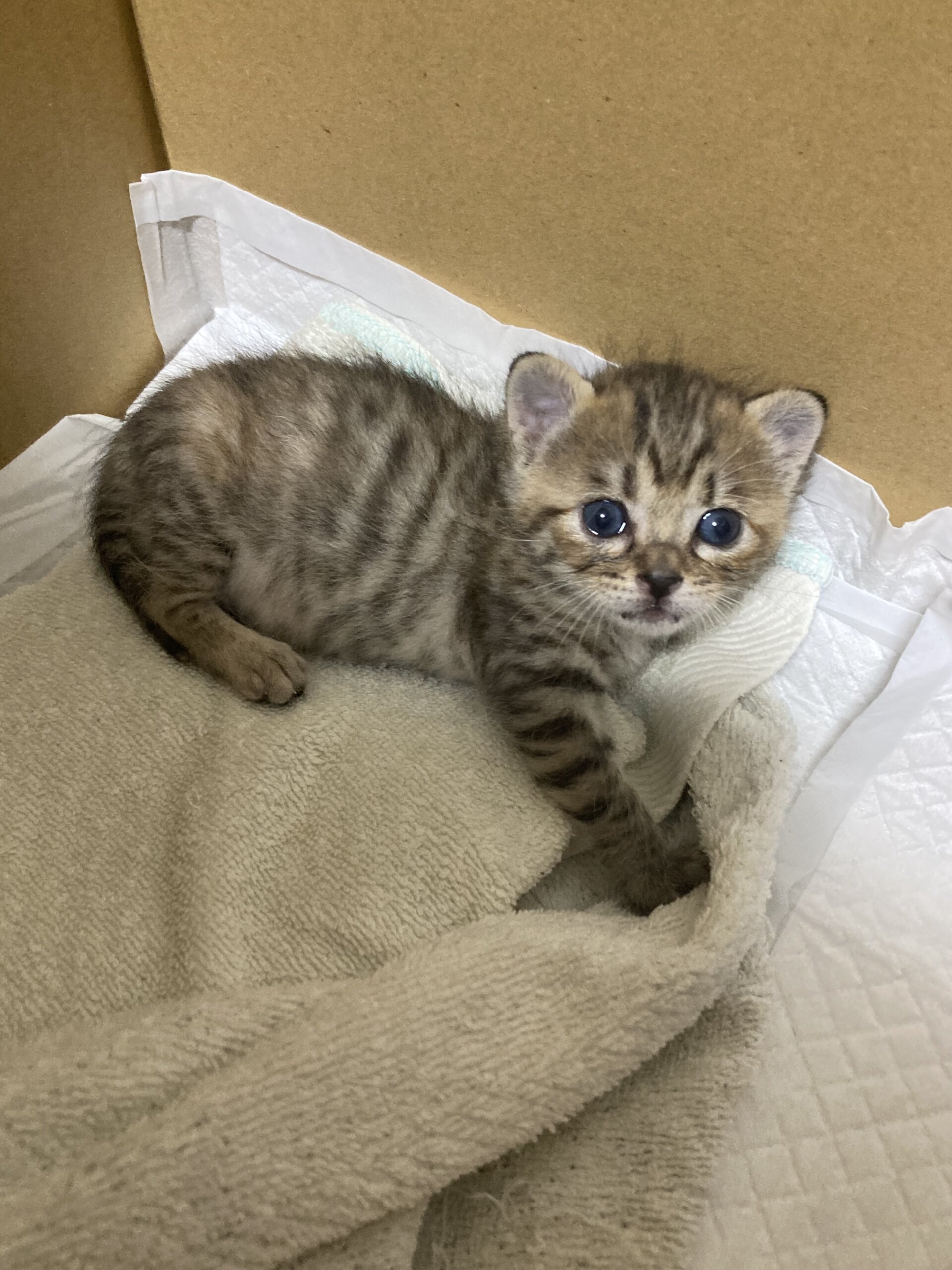 生後約3週間の子猫