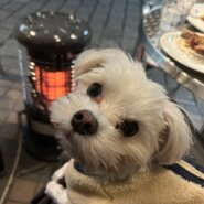 2週間〜1ヶ月程預かって頂ける方を募集しています