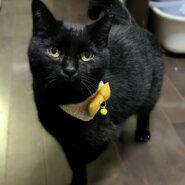 片手の可愛い七ちゃん（糸島市）