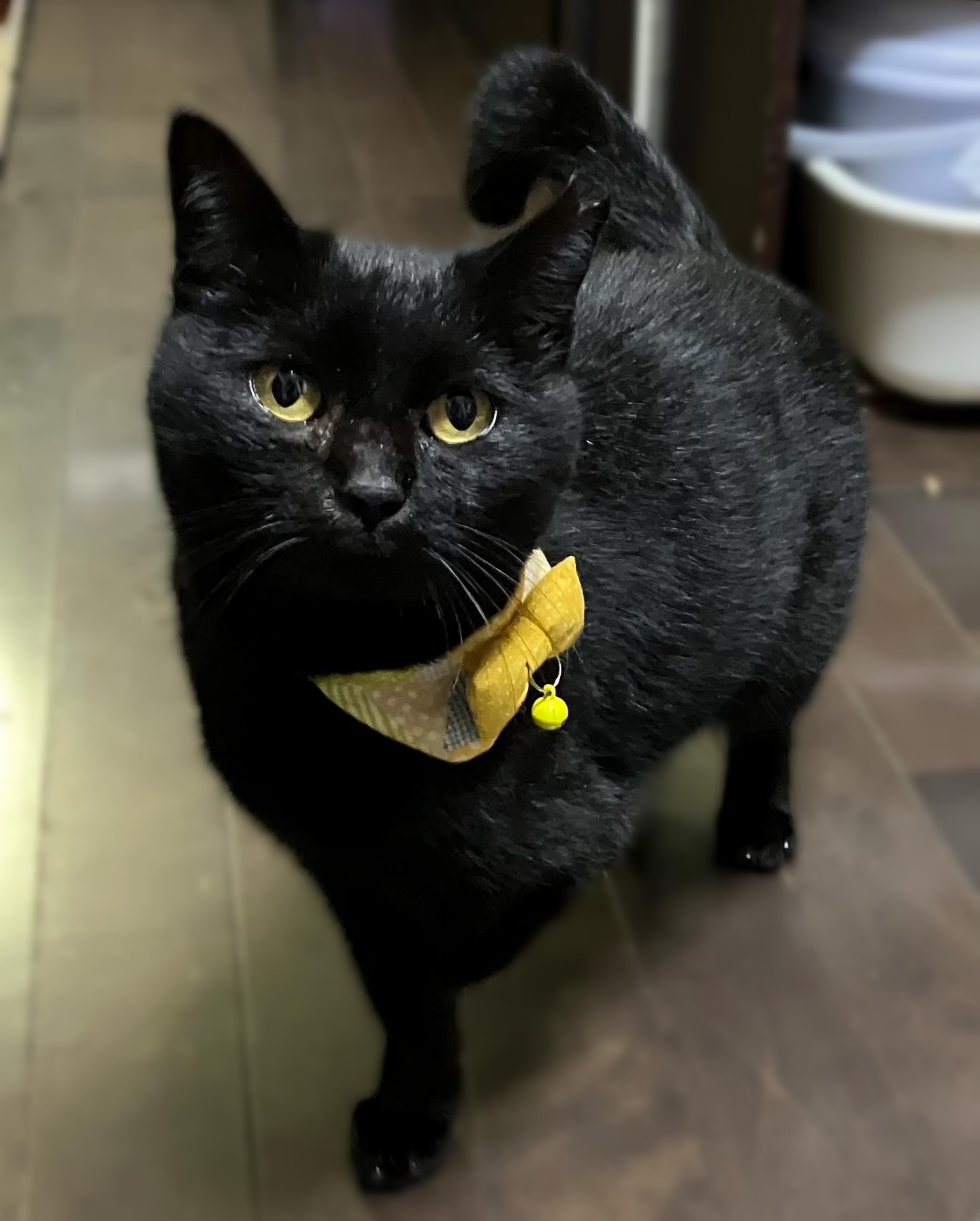 片手の可愛い七ちゃん（糸島市）