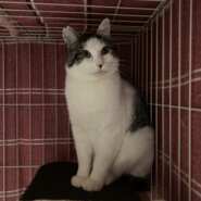 生後7か月の雄猫