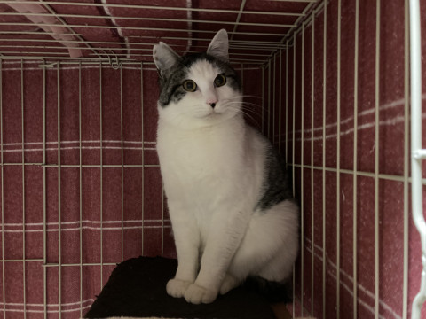 生後7か月の雄猫