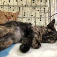 2022春生まれのさびちゃん