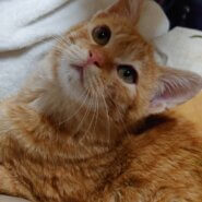 とても可愛い茶トラ子猫のリュウ！