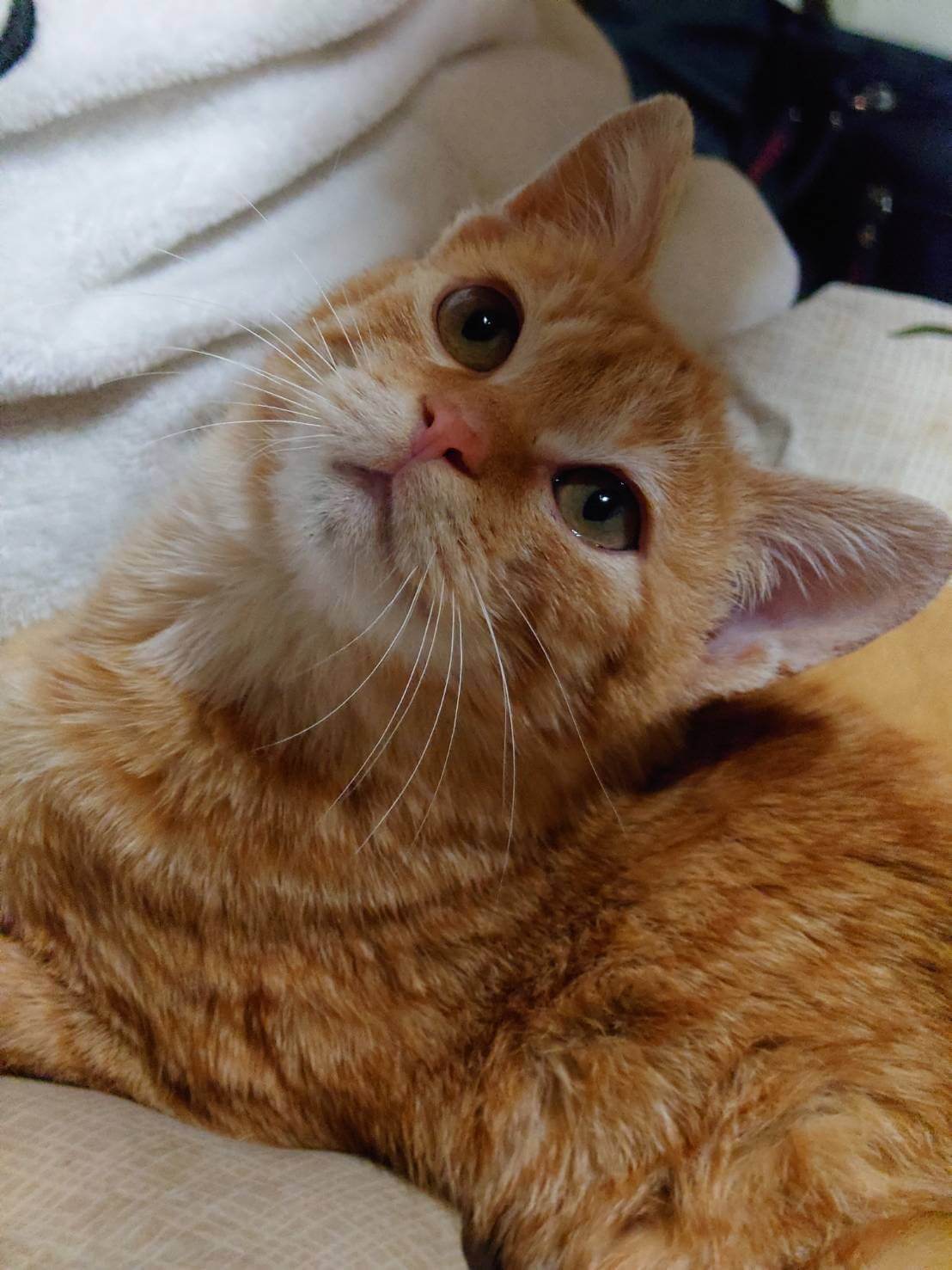 とても可愛い茶トラ子猫のリュウ！