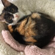 甘えん坊で可愛い三毛猫子猫のかの！