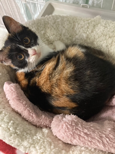 甘えん坊で可愛い三毛猫子猫のかの！