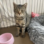 7ヶ月前後の女の子