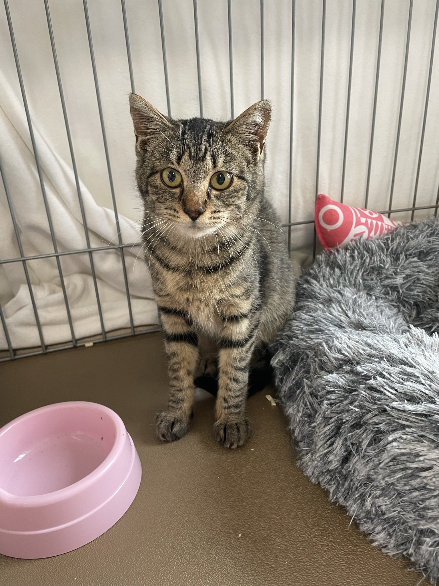 7ヶ月前後の女の子