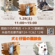 ハンディキャップ猫の面談会