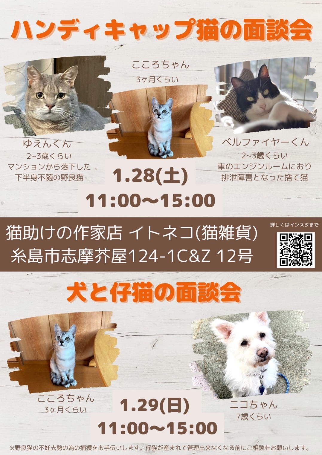 ハンディキャップ猫の面談会