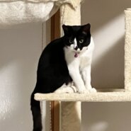 おっとりガールの「あん」