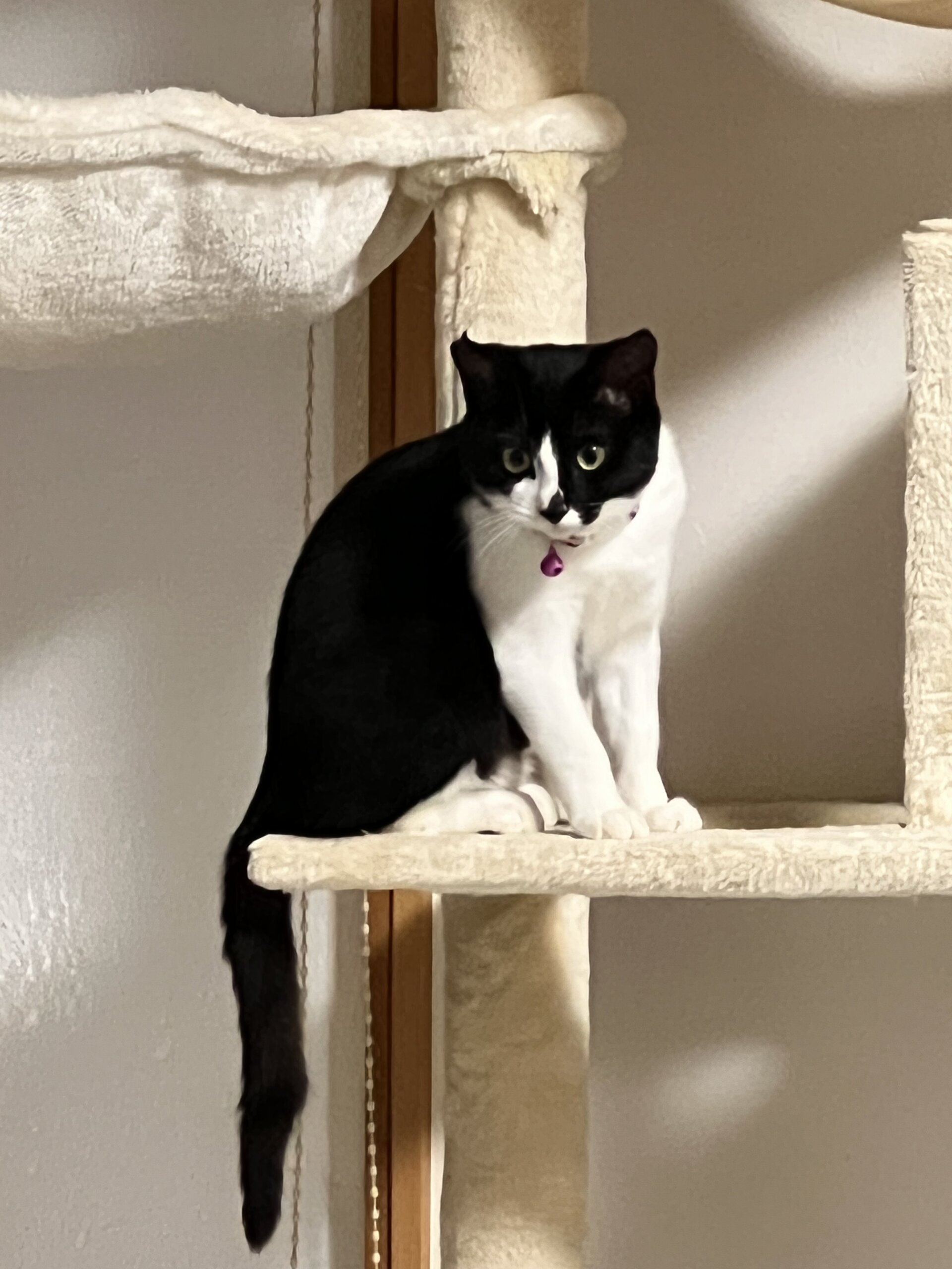 おっとりガールの「あん」