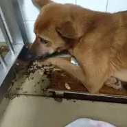 痩せています。一生懸命生きて来てくれました。この子を家族に迎えてください