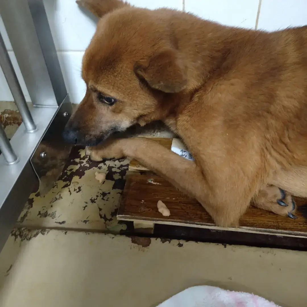 痩せています。一生懸命生きて来てくれました。この子を家族に迎えてください