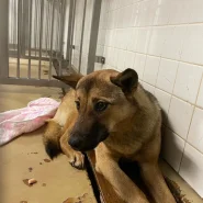 まだ若い感じの男の子です現在は山口県の保護団体様にいます。家族に迎えてください