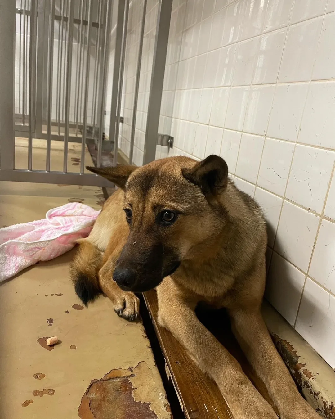 まだ若い感じの男の子です現在は山口県の保護団体様にいます。家族に迎えてください