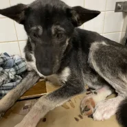 1月25日期限の女の子です。山口県の福祉センターに捕獲されています。