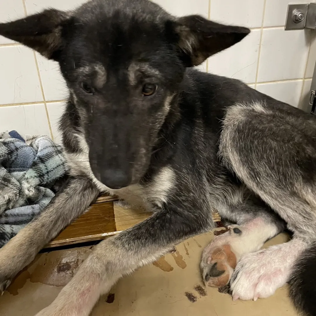 1月25日期限の女の子です。山口県の福祉センターに捕獲されています。