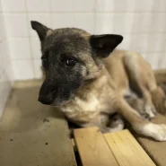 現在は保護団体様にいます。家族に迎えて下さい